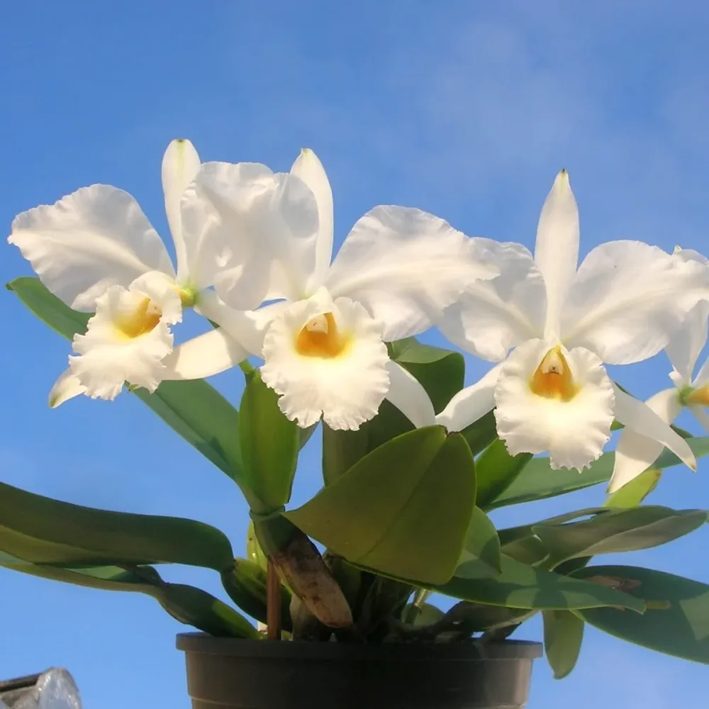 Cattleya labiata var. alba - parfumata