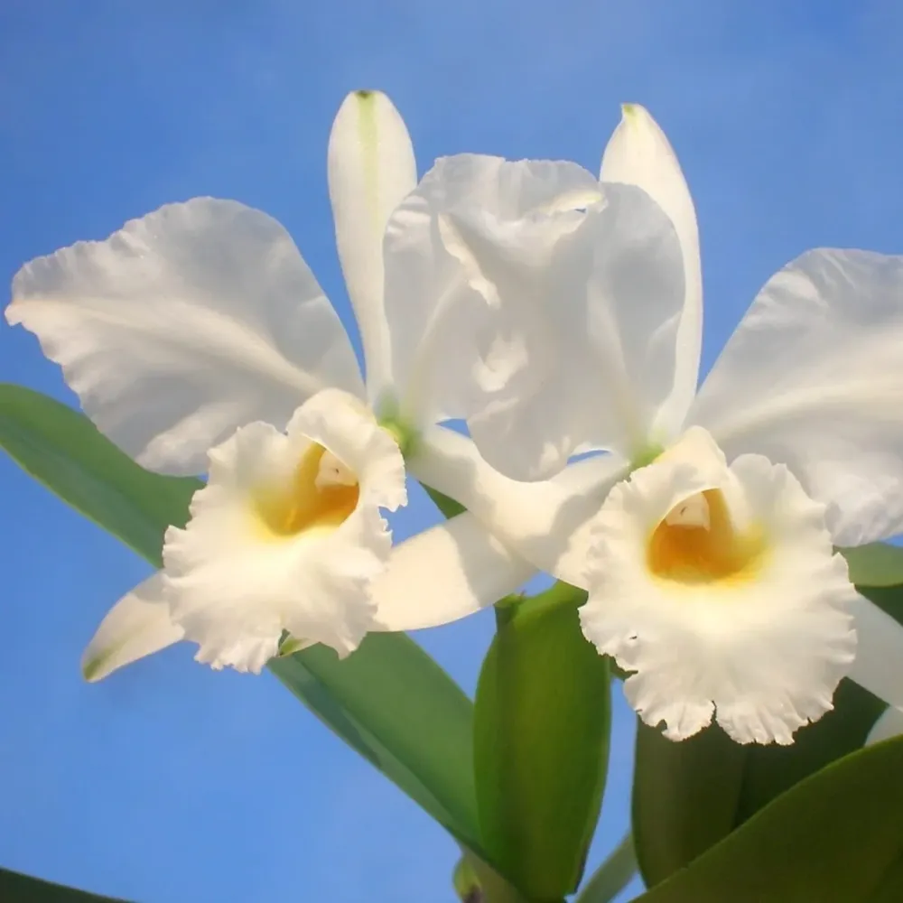 Cattleya labiata var. alba - parfumata