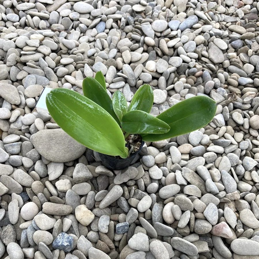 Cattleya labiata var. coerulea *parfumata