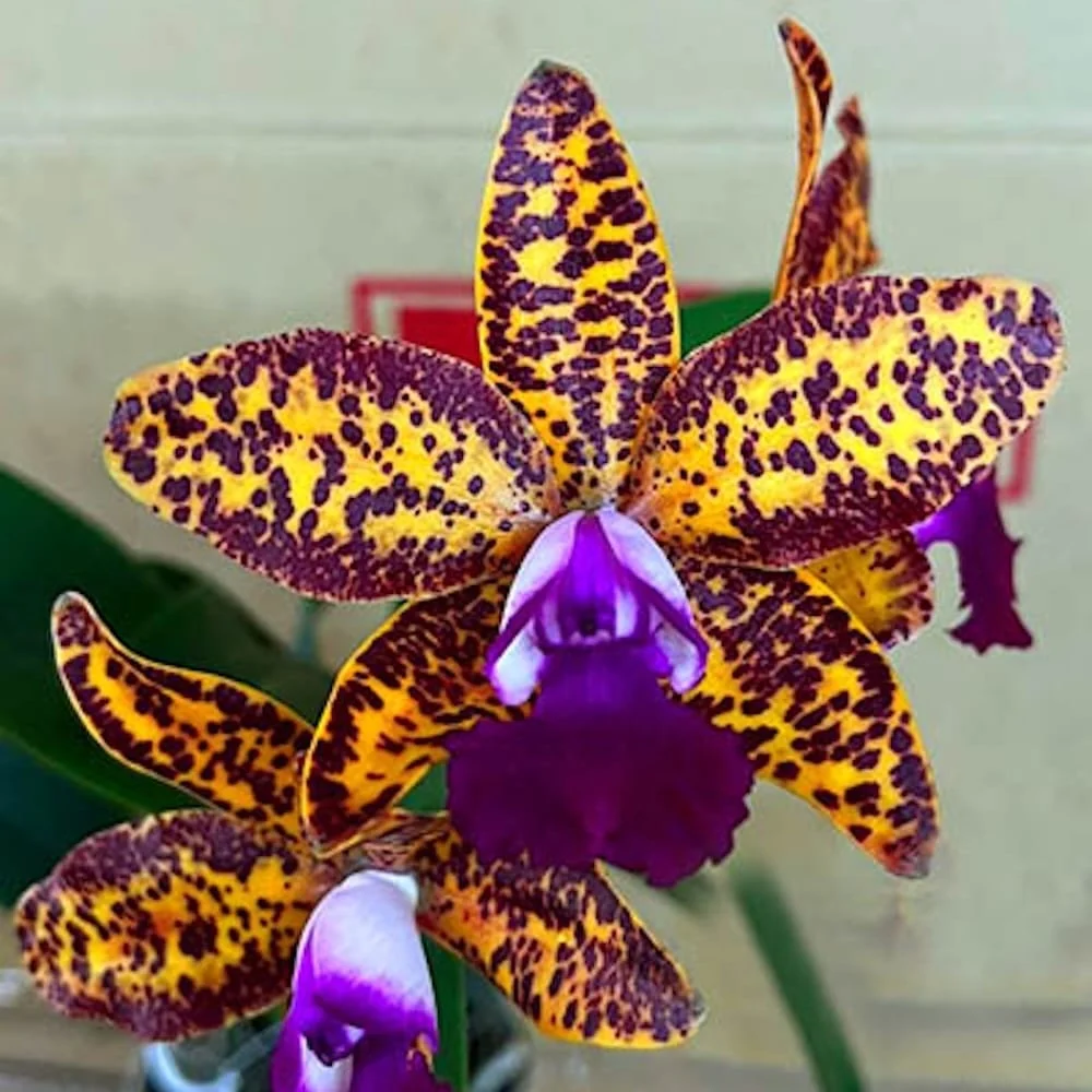 Cattleya Leopard Lou 'Satay' parfumat