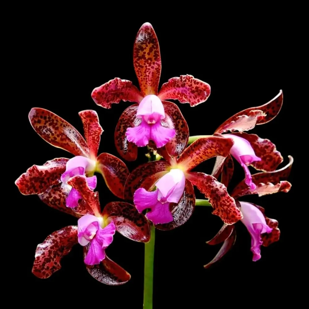 Cattleya leopoldii - parfumata