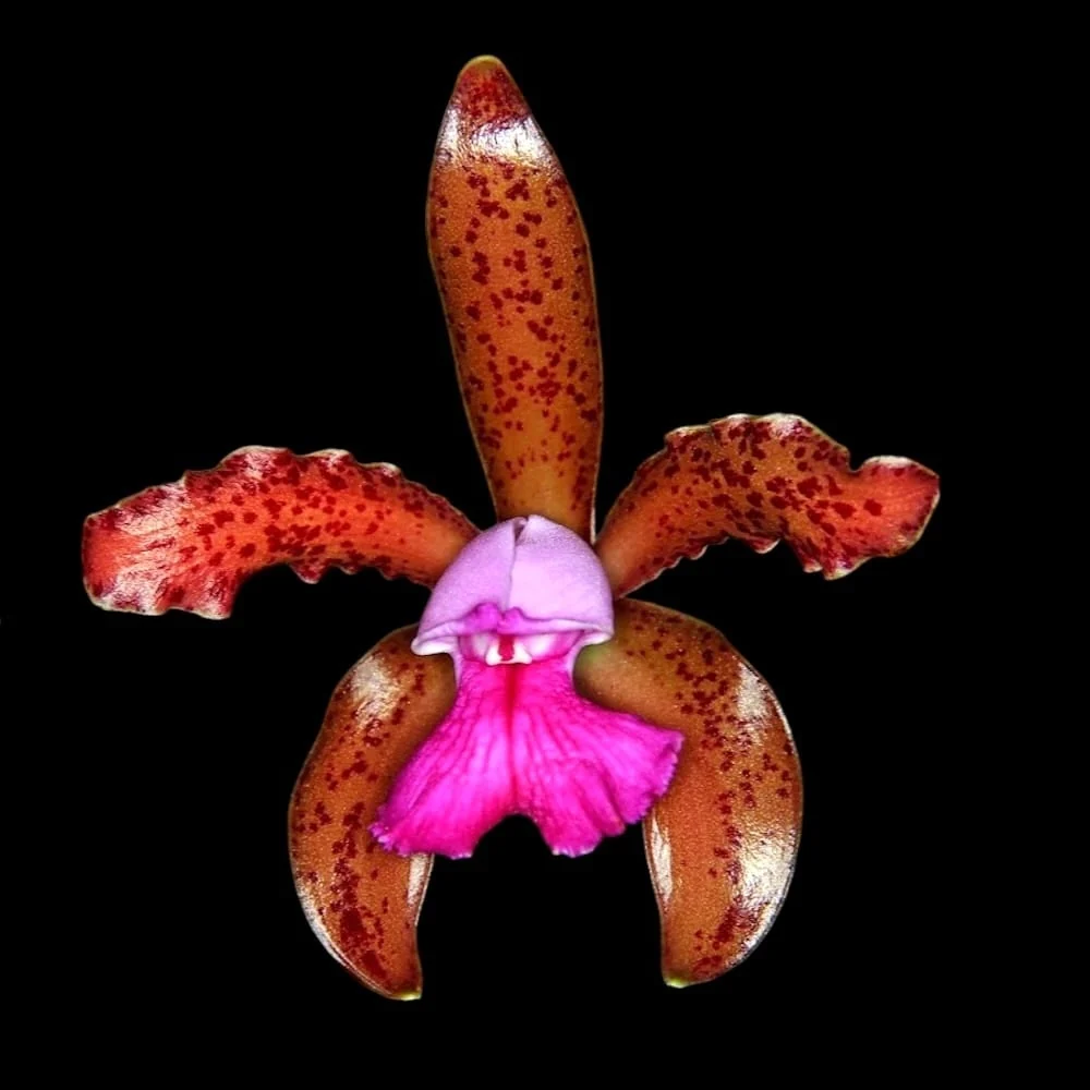 Cattleya leopoldii - parfumata
