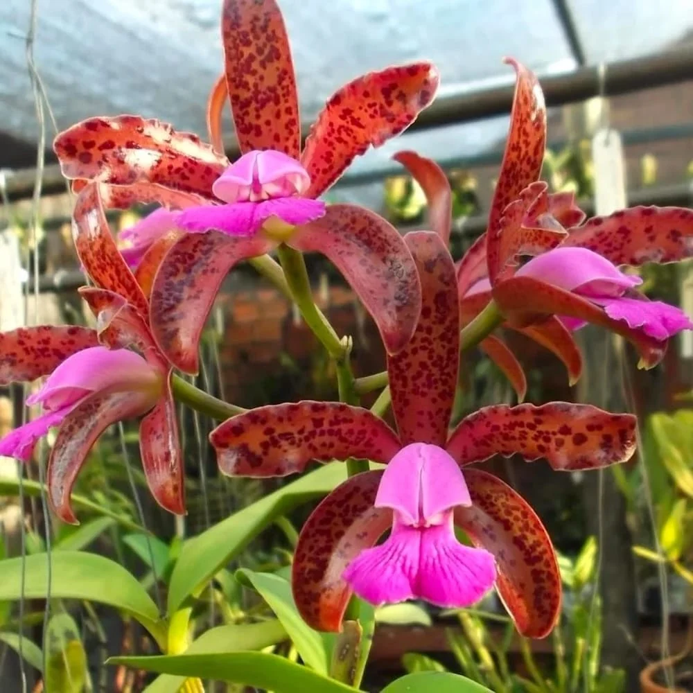 Cattleya leopoldii - parfumata