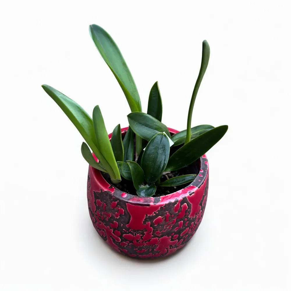 Cattleya leopoldii - parfumata