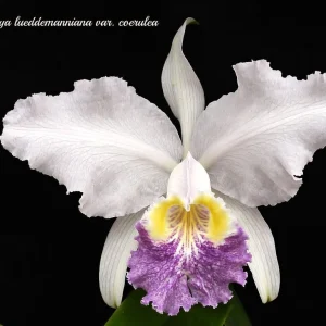 Cattleya lueddemanniana var. coerulea
