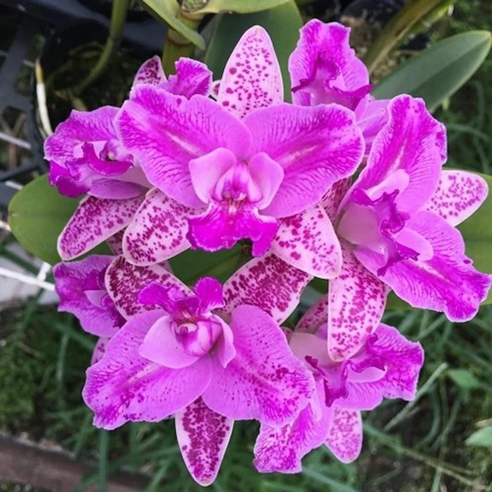 Cattleya Monte Elegante - parfumata