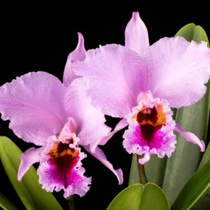 Cattleya percivaliana parfumata