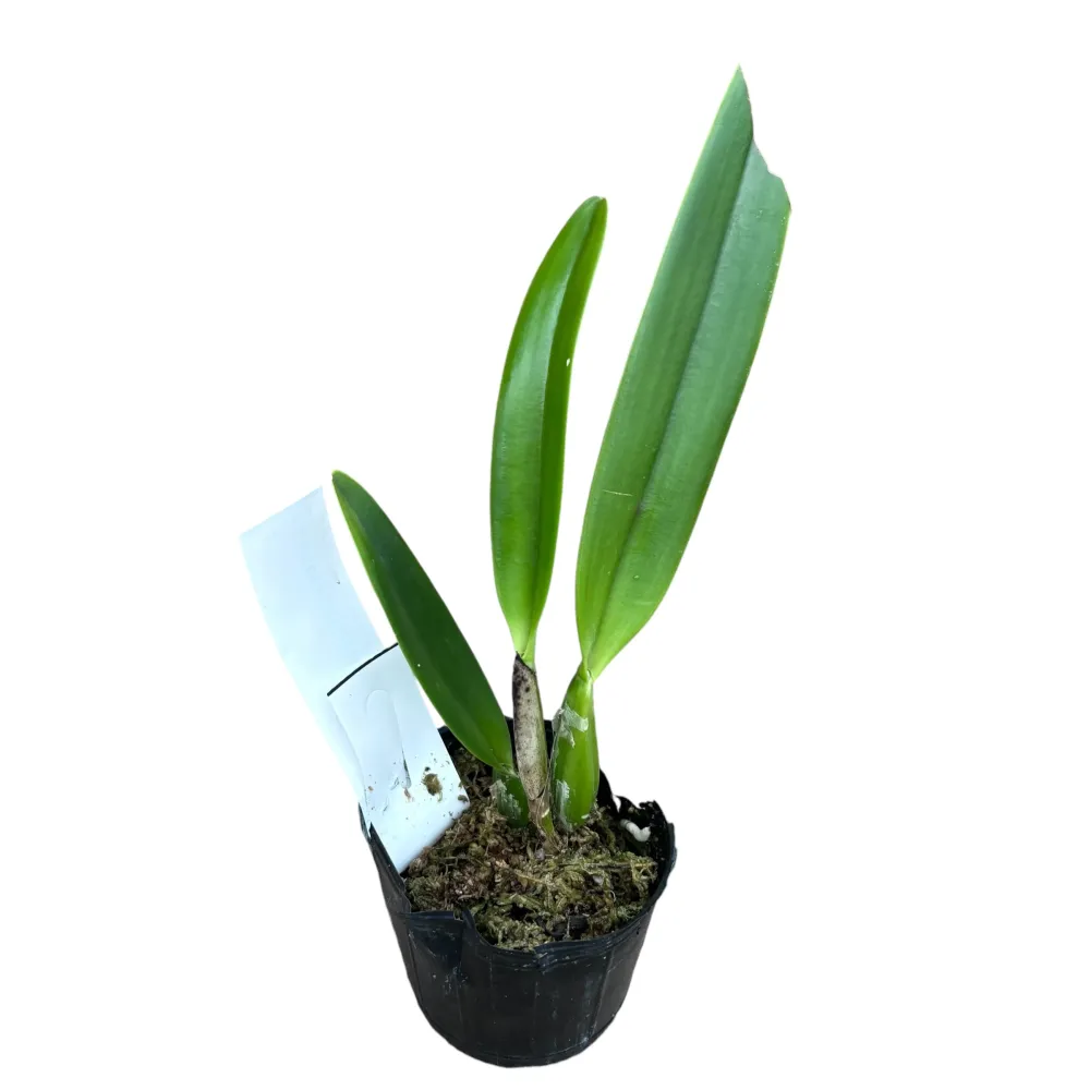 Cattleya percivaliana parfumata