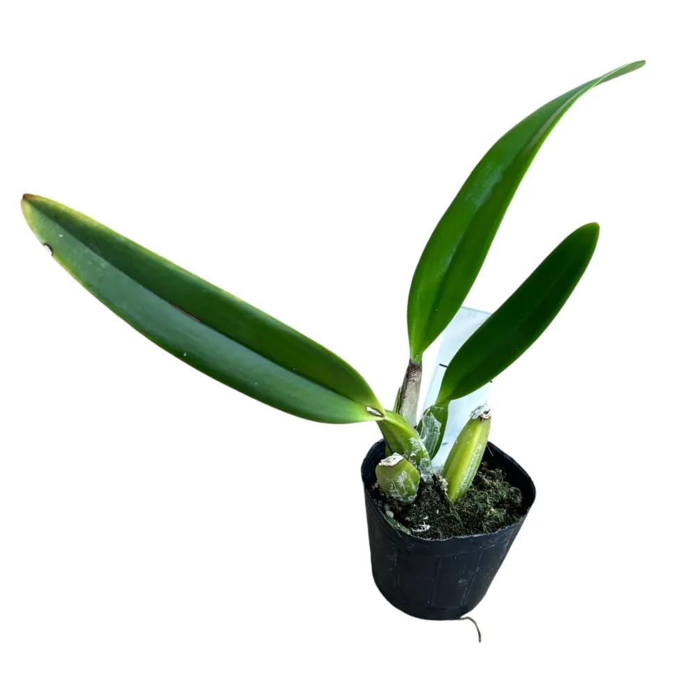 Cattleya percivaliana parfumata