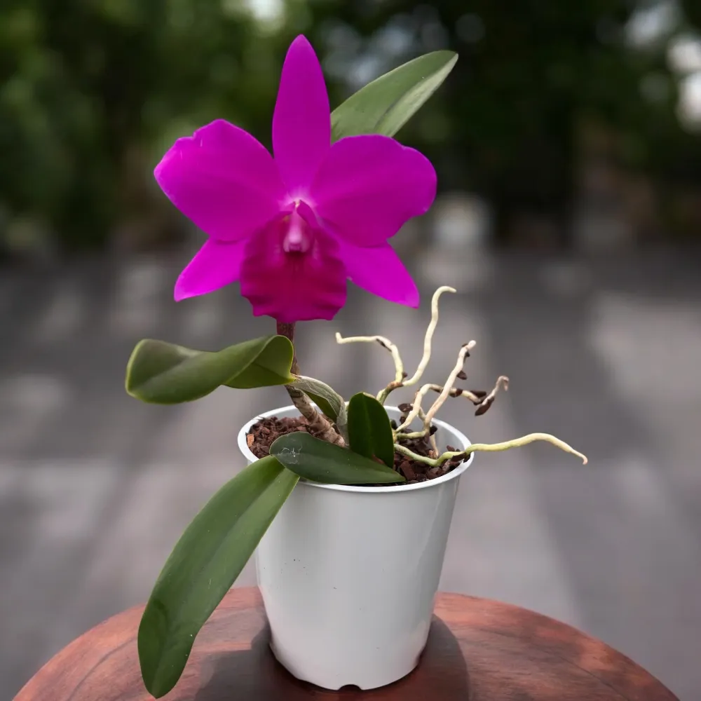 Cattleya Purple Doll 'Midnight Velvet' - flori intens parfumate