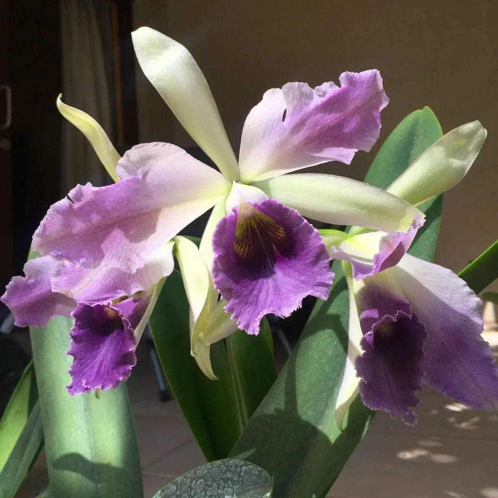 Cattleya C. G. Roebling 'Blue Indigo' parfumata