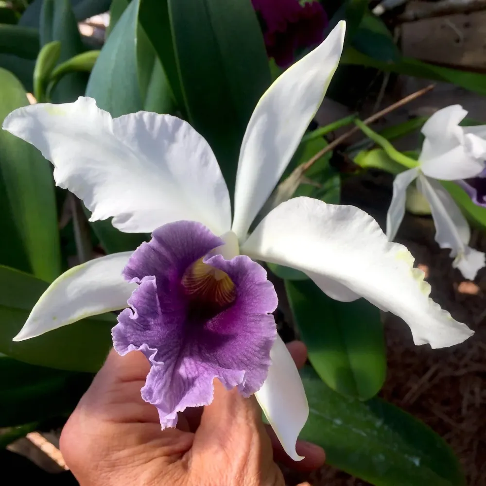 Cattleya C. G. Roebling 'Blue Indigo' parfumata
