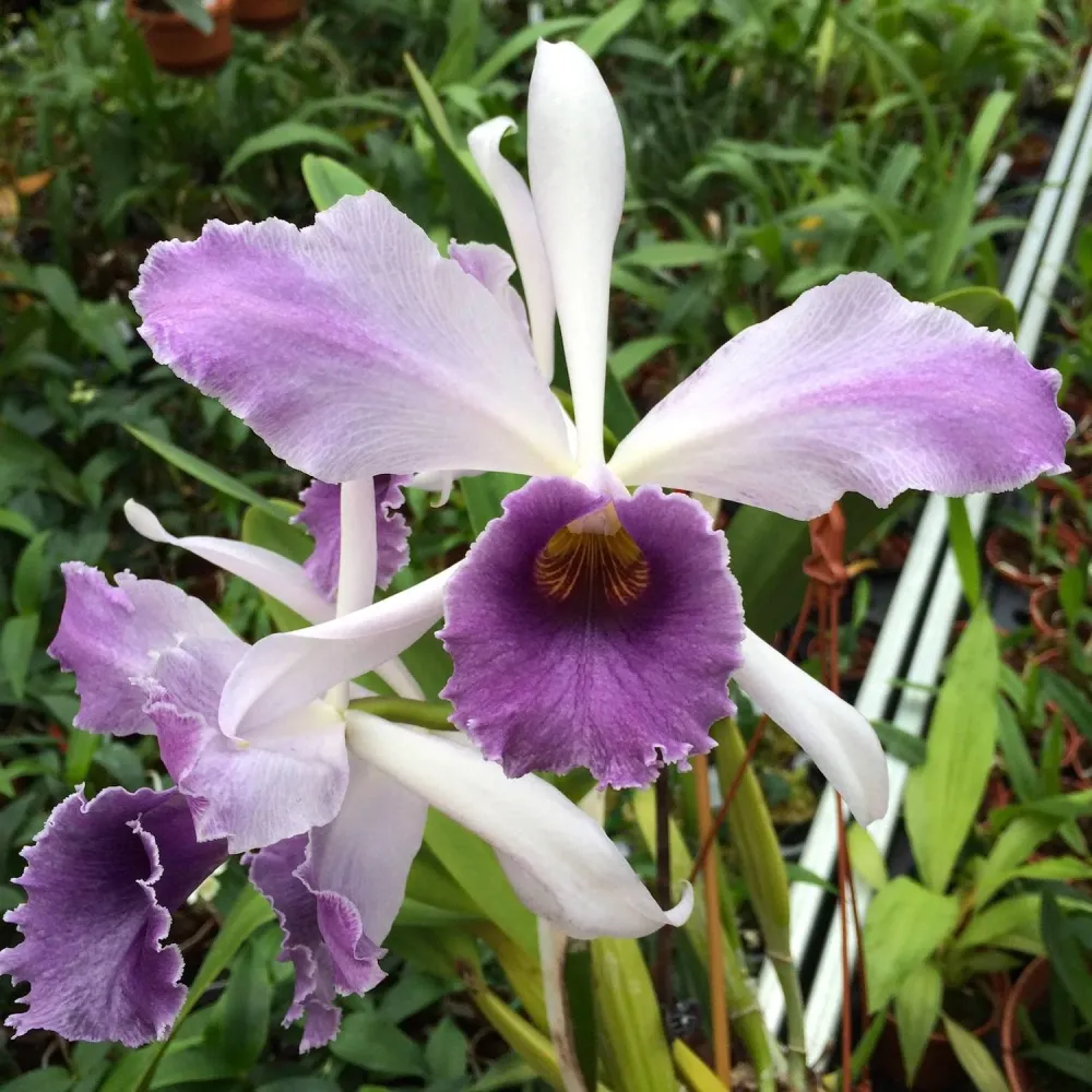 Cattleya C. G. Roebling 'Blue Indigo' parfumata