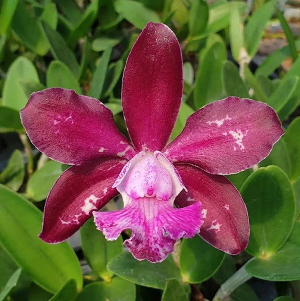Cattleya Royal Cognac 'Wilson' - flori parfumate
