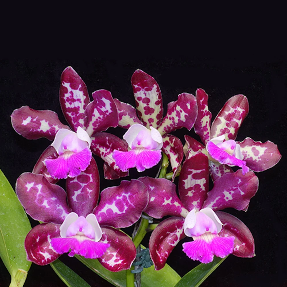 Cattleya Royal Cognac 'Wilson' - flori parfumate