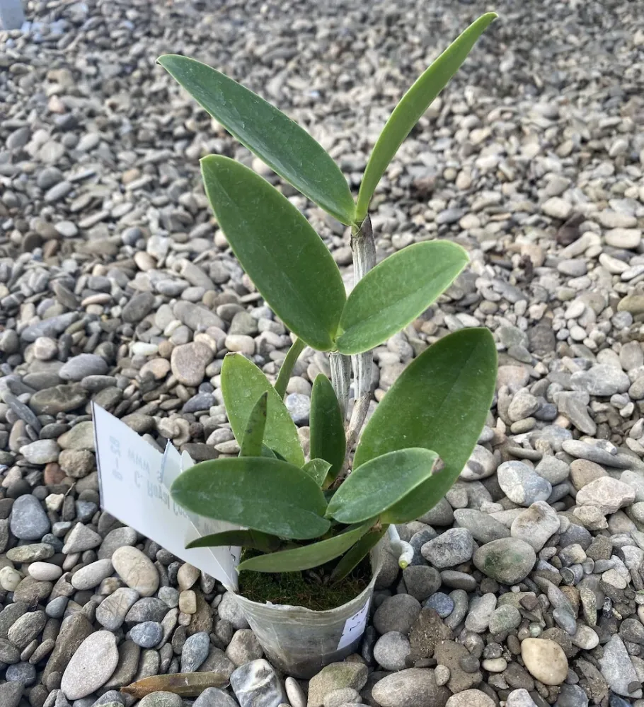 Cattleya Royal Cognac 'Wilson' - flori parfumate