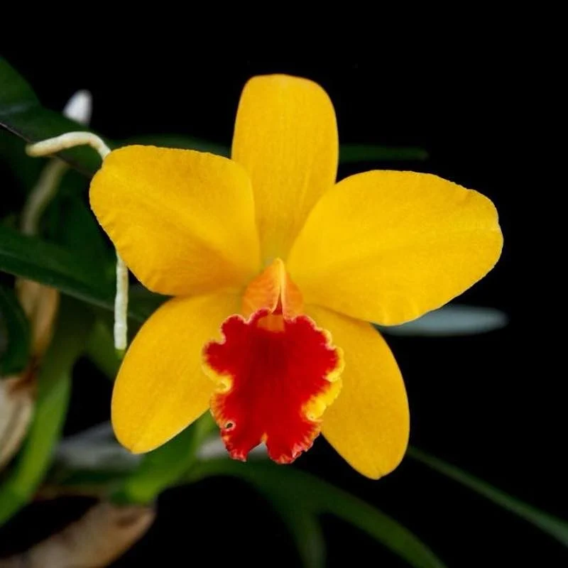 Cattleya Seagulls Beaulu Queen 'CT-Hui Ya' parfumata