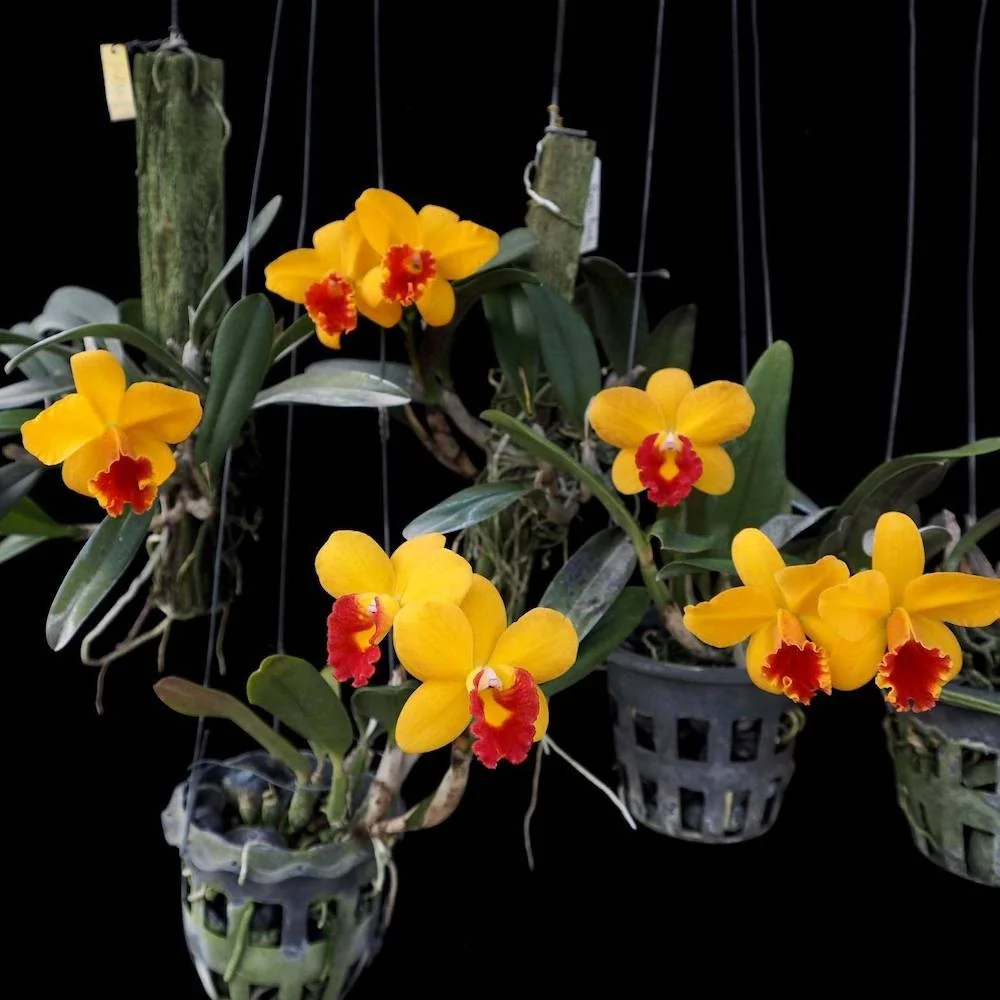 Cattleya Seagulls Beaulu Queen 'CT-Hui Ya' parfumata