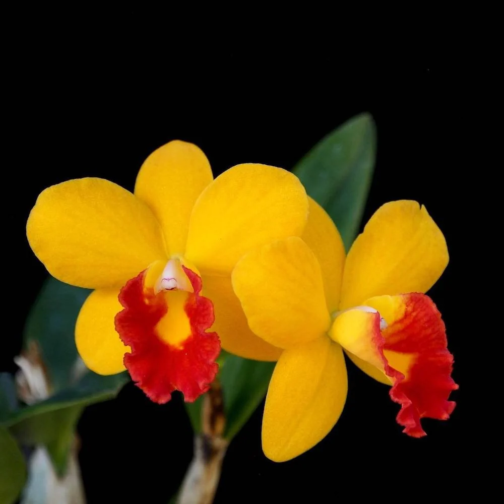 Cattleya Seagulls Beaulu Queen 'CT-Hui Ya' parfumata