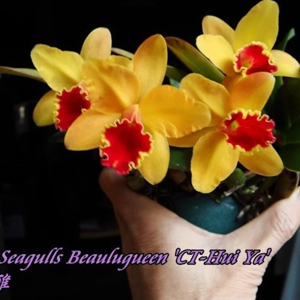 Cattleya Seagulls Beaulu Queen 'CT-Hui Ya' parfumata