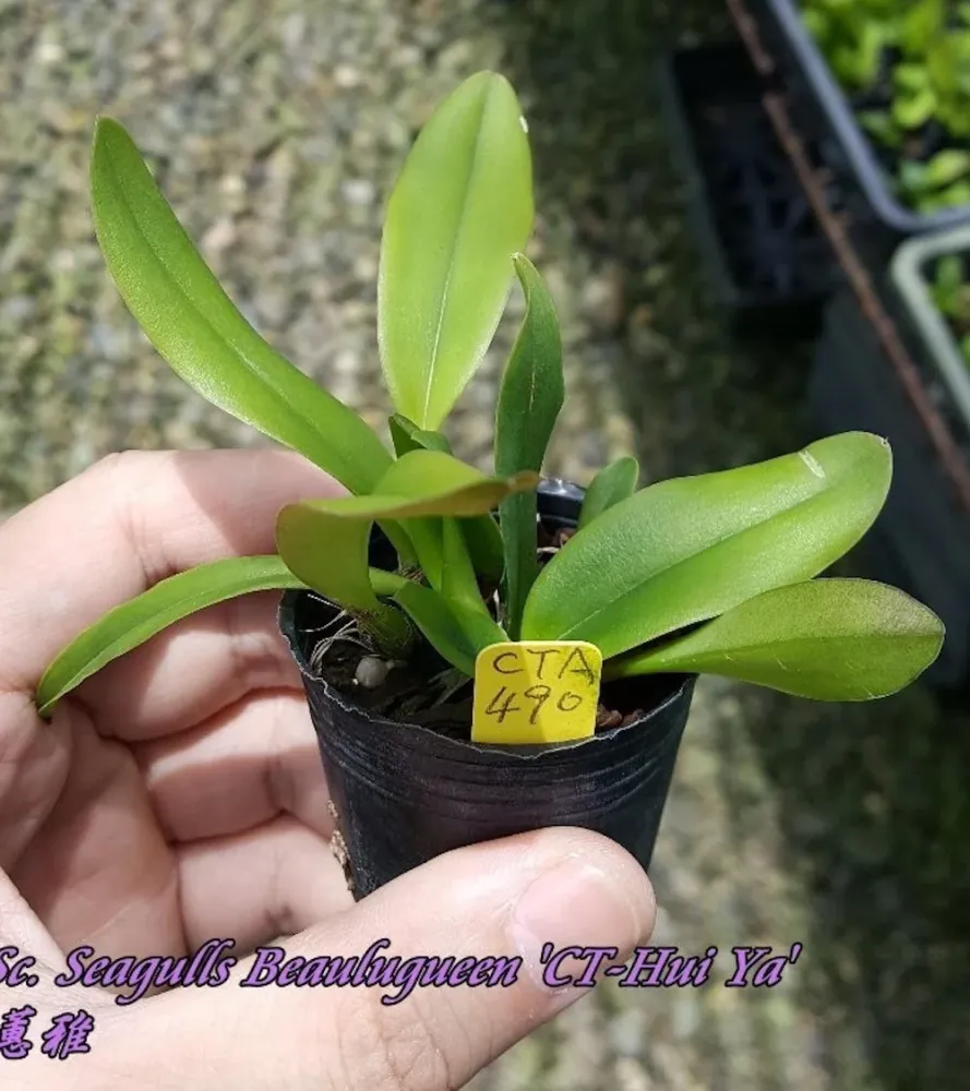 Cattleya Seagulls Beaulu Queen 'CT-Hui Ya' parfumata