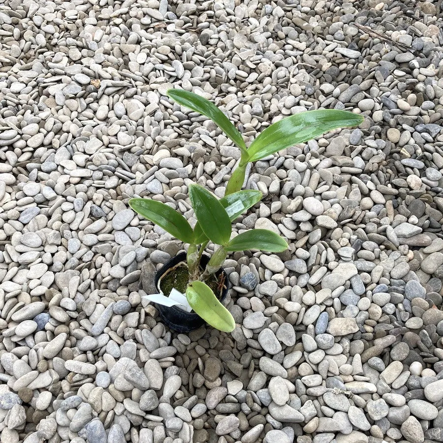 Cattleya skinneri var. coerulea parfumata