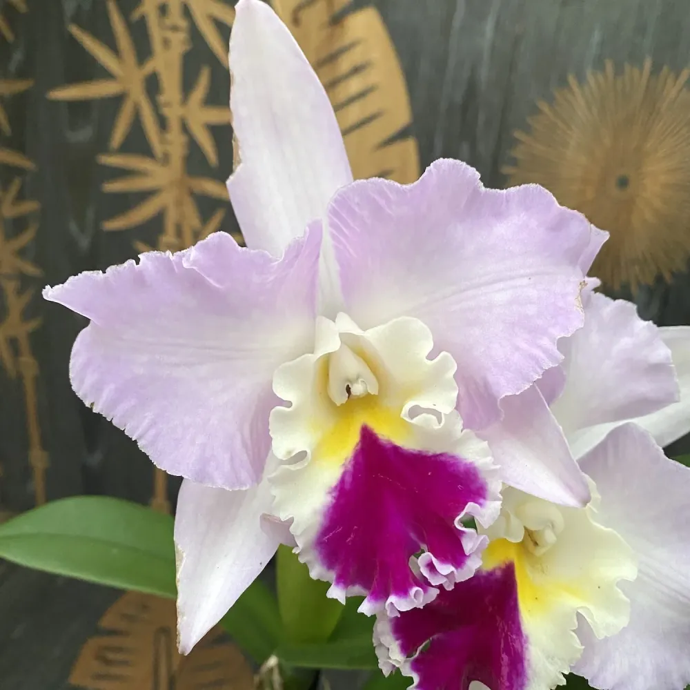 Cattleya trianae - exemplare mari, flori XL parfumate