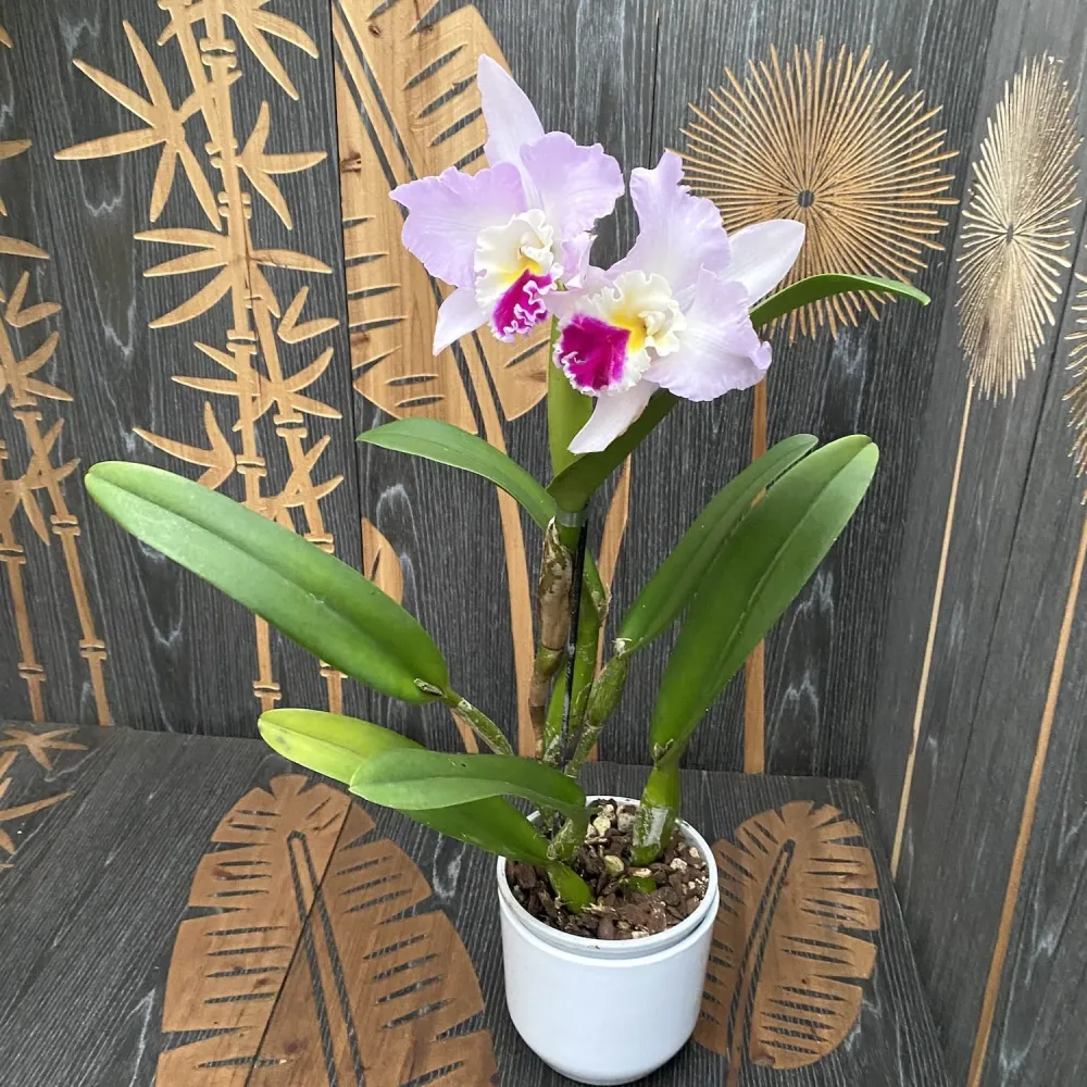 Cattleya trianae - exemplare mari, flori XL parfumate