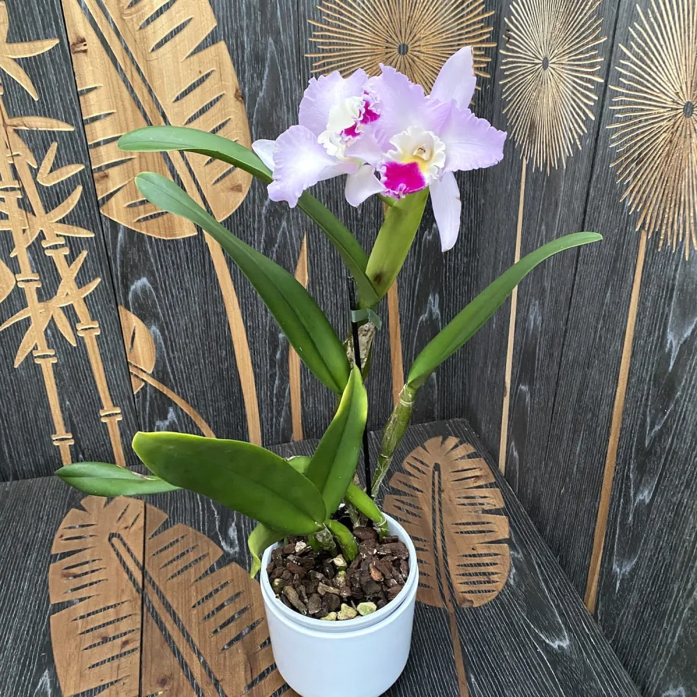 Cattleya trianae - exemplare mari, flori XL parfumate