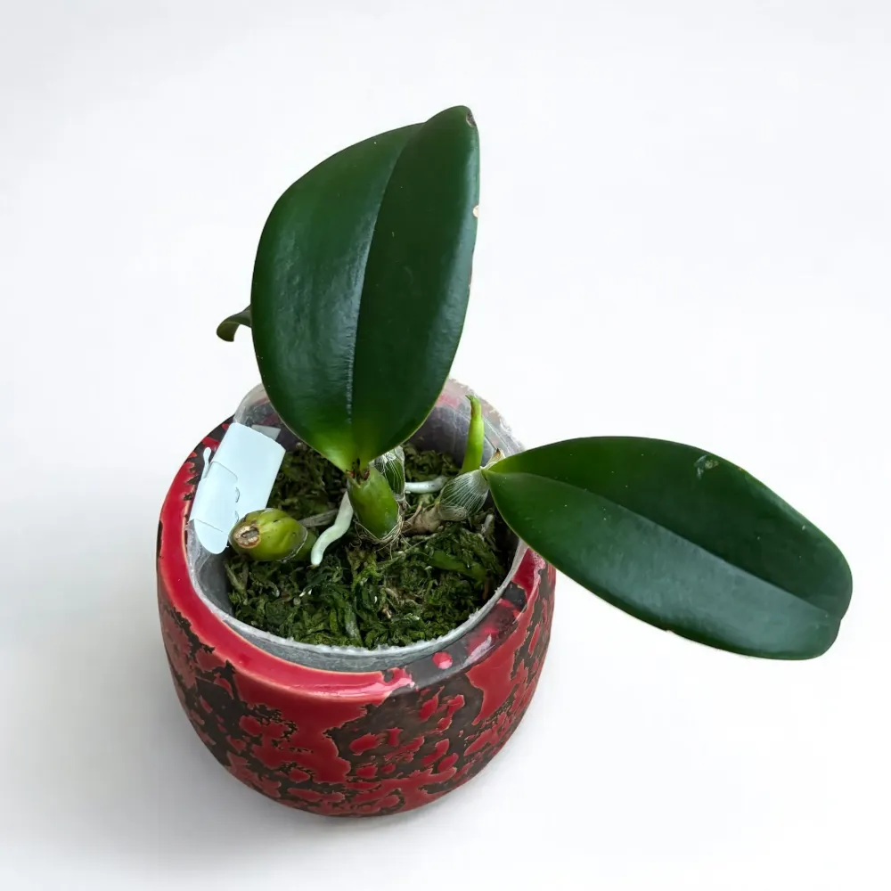 Cattleya violacea var. semi-alba flamea