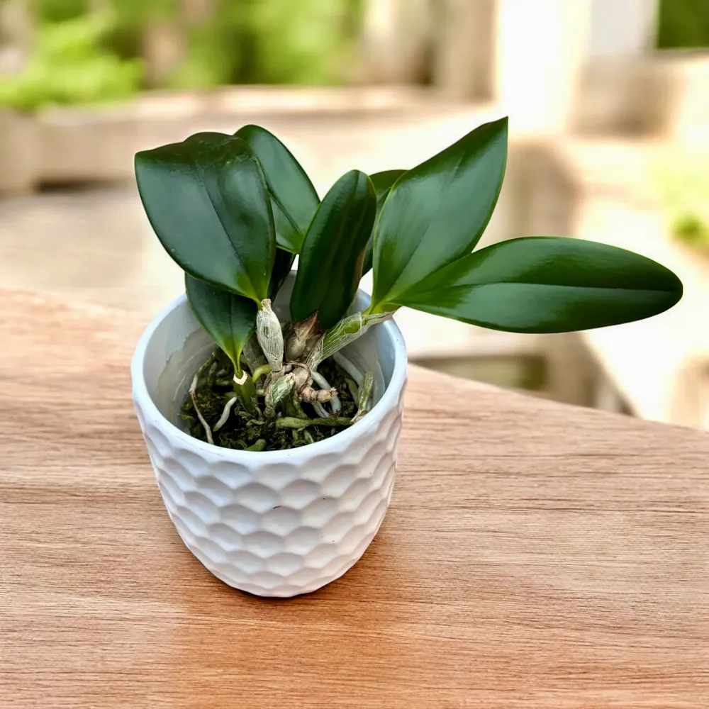 Cattleya violacea var. semi-alba flamea