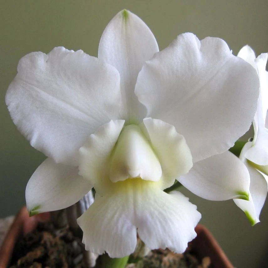 Cattleya walkeriana var. alba *parfumata