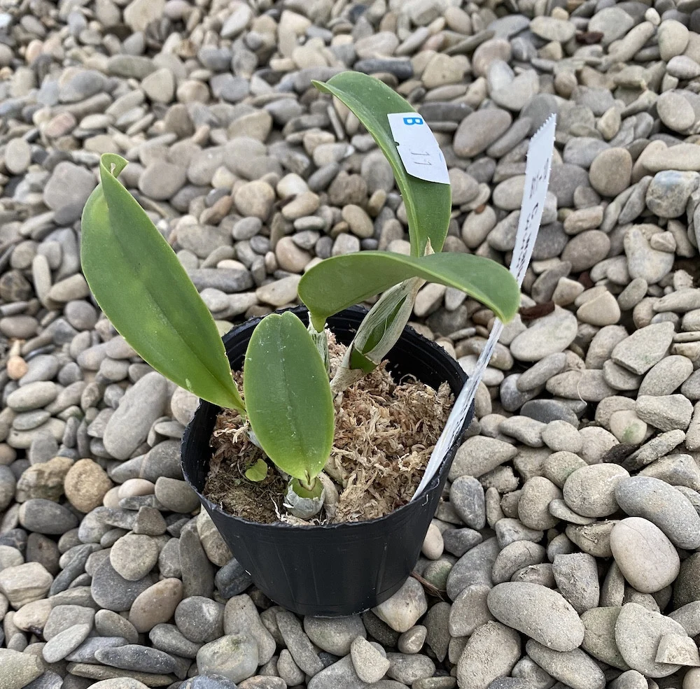Cattleya walkeriana var. alba *parfumata