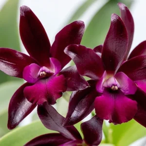 Cattlianthe Sagarik Wax 'African Beauty' - parfumata