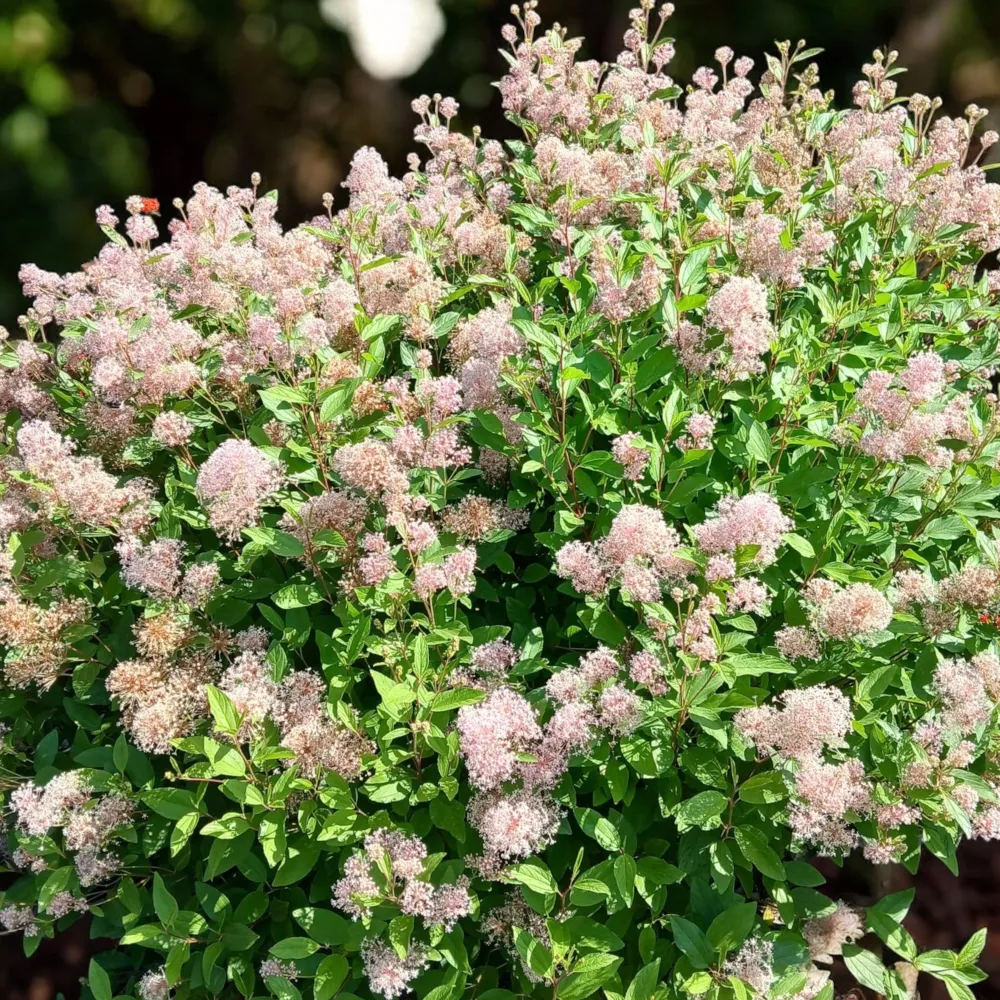 Ceanothus pallidus ‘Marie Simon’ – liliac californian cu flori roz parfumate