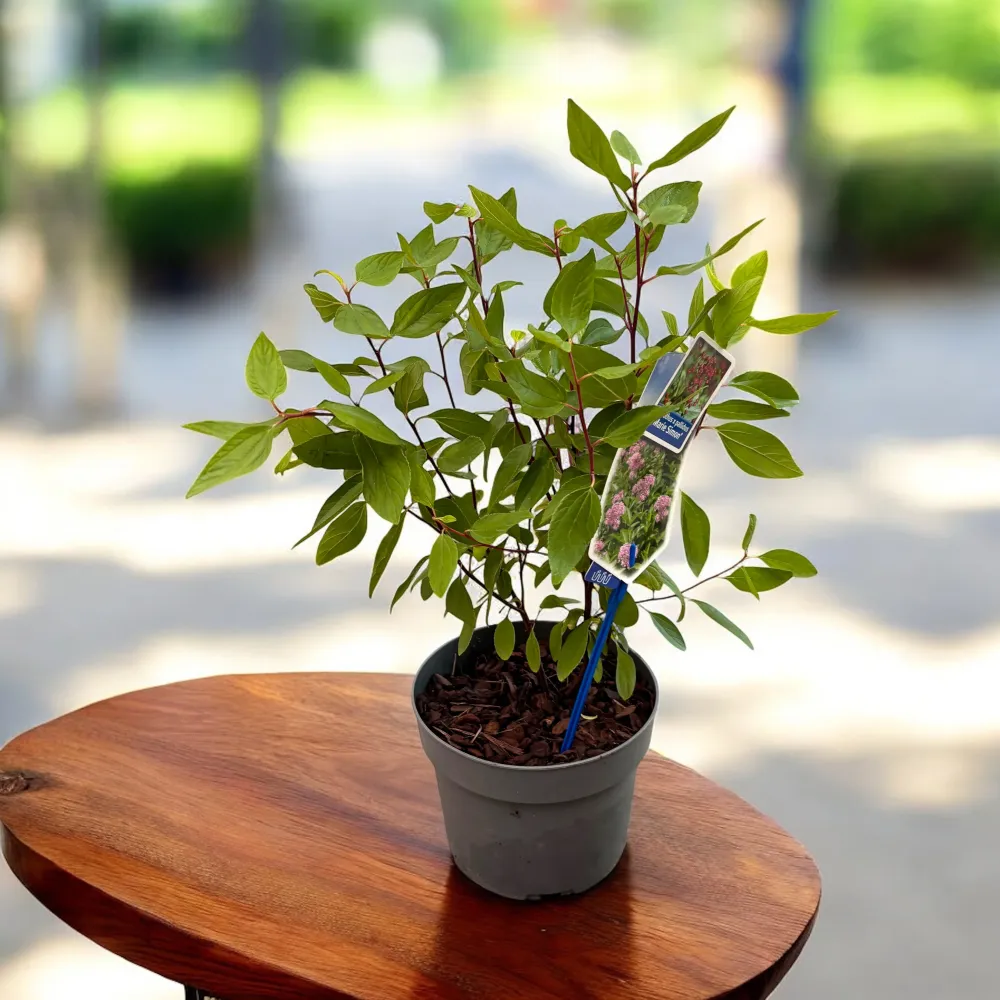 Ceanothus pallidus ‘Marie Simon’ – liliac californian cu flori roz parfumate