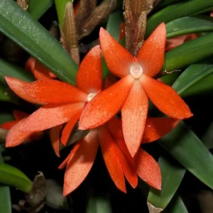 Ceratostylis retisquama