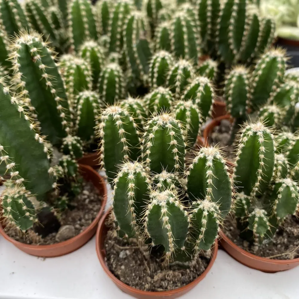 Cereus Peruvianus Florida