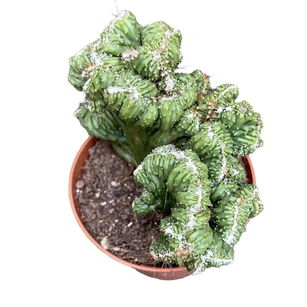 Cereus peruvianus monstruosus