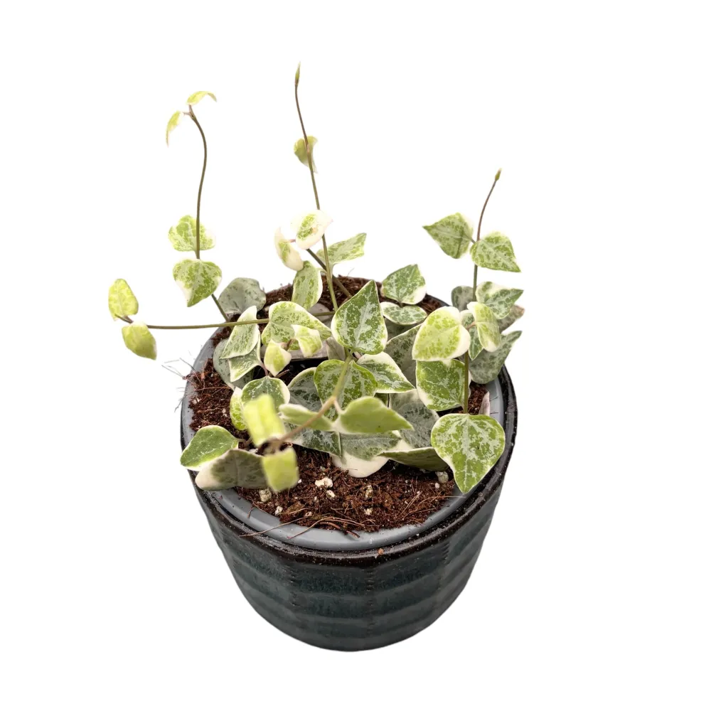Ceropegia linearis 'Merel'