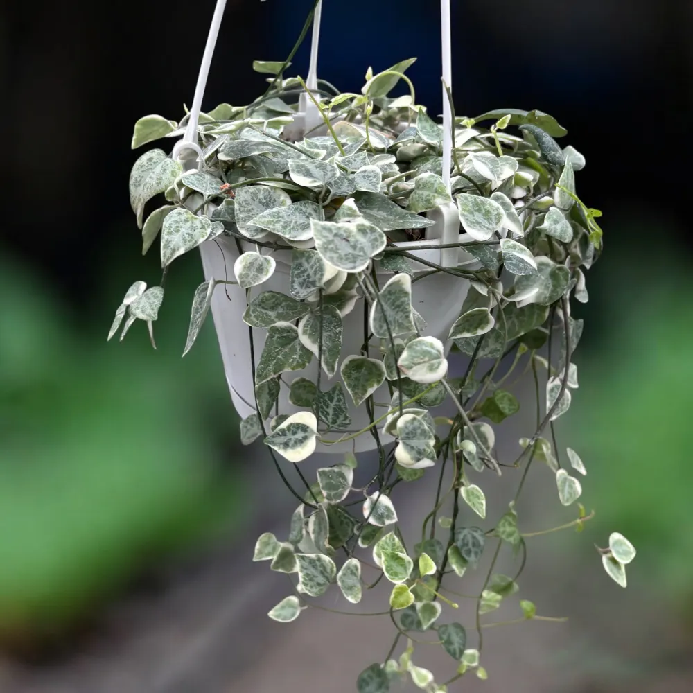 Ceropegia linearis 'Merel' - planta curgatoare cu frunzis variegat