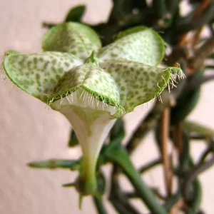 Ceropegia Sandersonii (floarea umbrela, floarea parasuta)