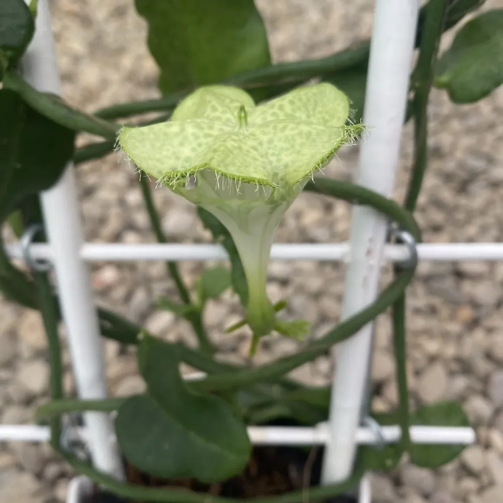 Ceropegia Sandersonii (floarea umbrela, floarea parasuta)