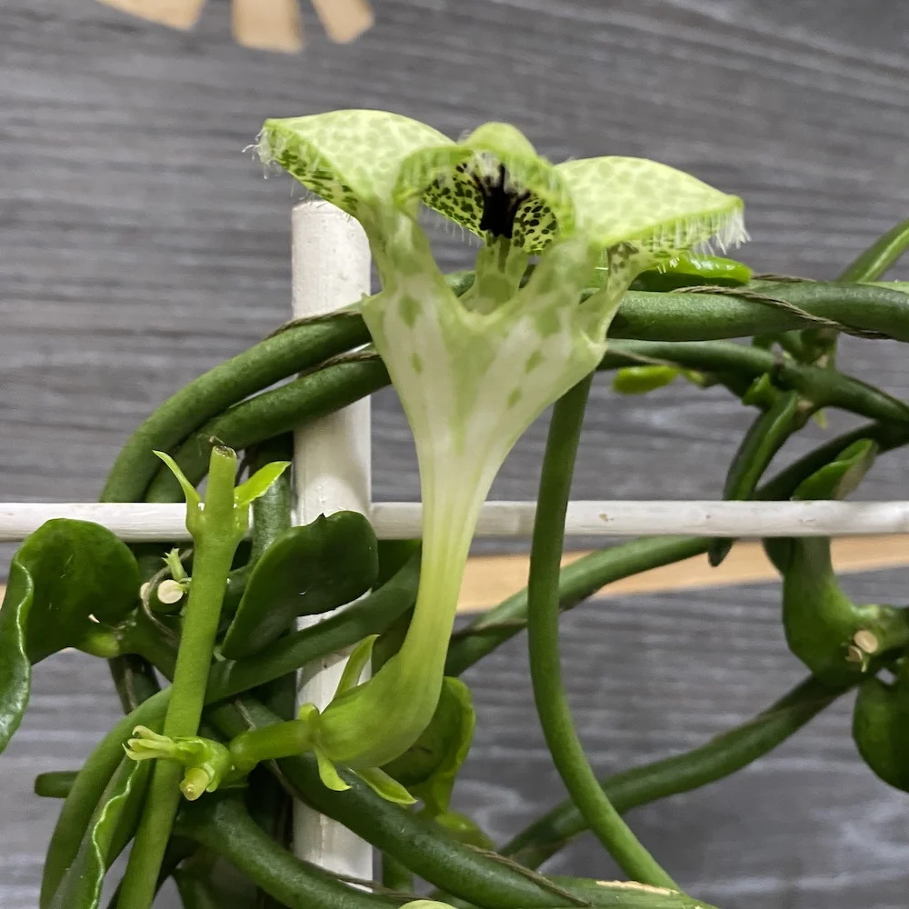 Ceropegia Sandersonii (floarea umbrela, floarea parasuta)