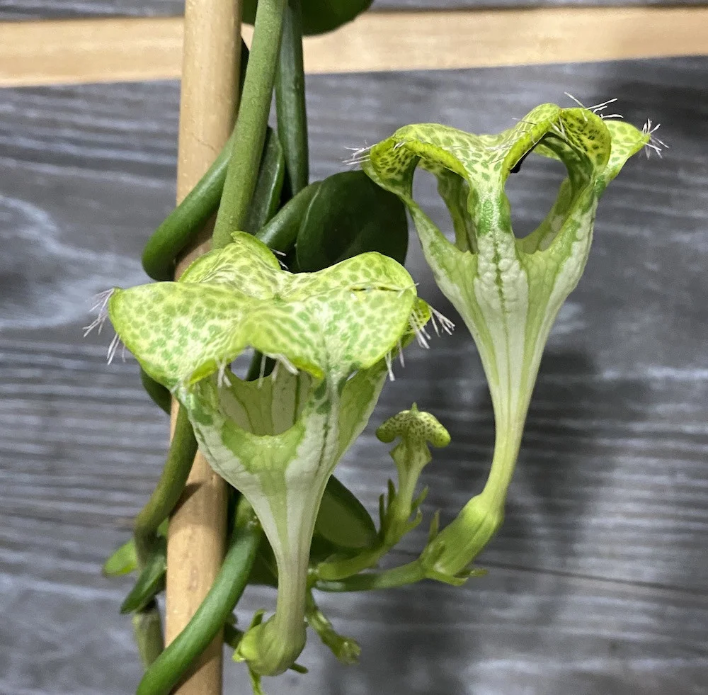 Ceropegia Sandersonii (floarea umbrela, floarea parasuta)