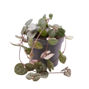Ceropegia woodii (babyplant)