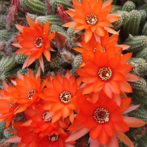 Chamaecereus silvestrii