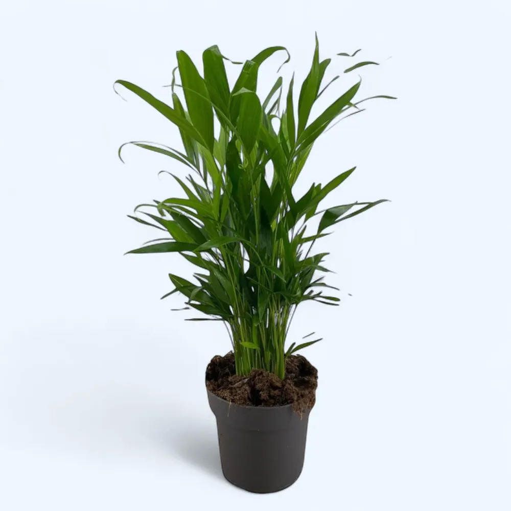 Chamaedorea cataractarum - palmier pitic ornamental, ideal pentru interior si terase umbrite