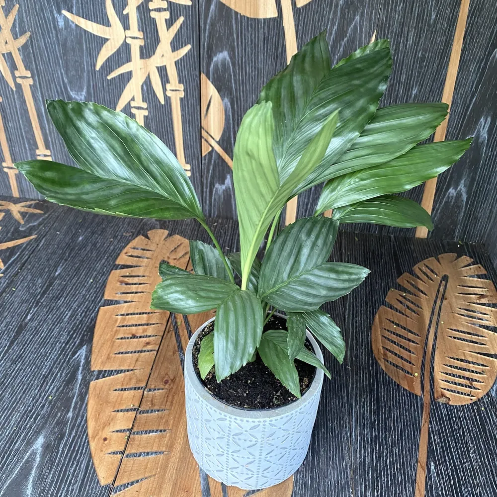 Chamaedorea Metallica (Metallic Fish Tail Palm Tree) 2pp