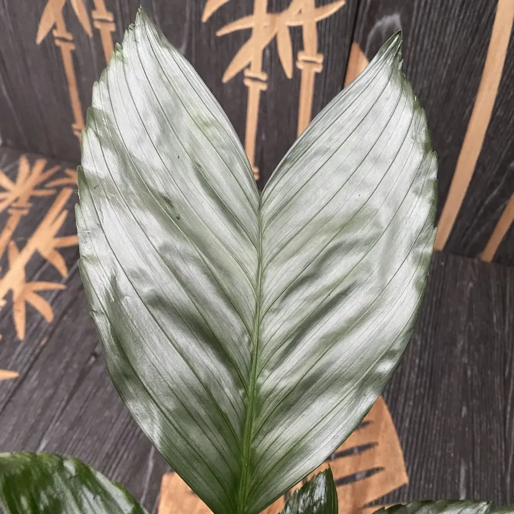 Chamaedorea Metallica (Metallic Fish Tail Palm Tree) 2pp